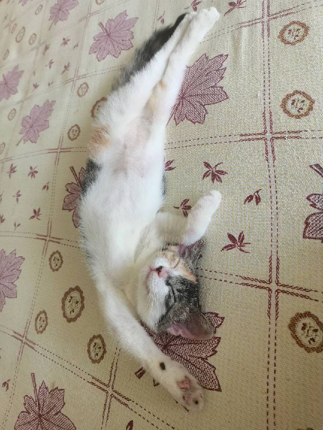 猫图片|宠物猫|猫咪|