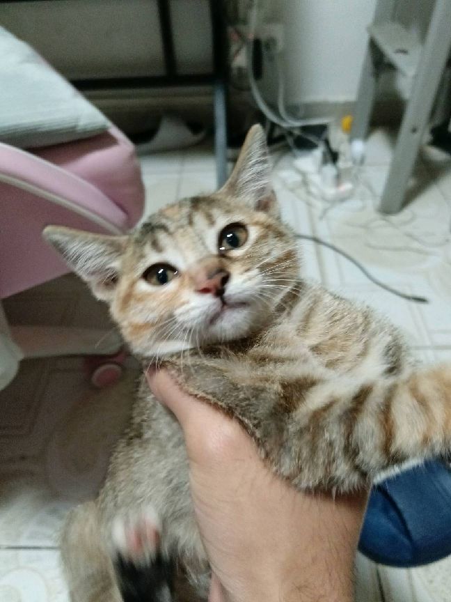 猫图片|宠物猫|猫咪|