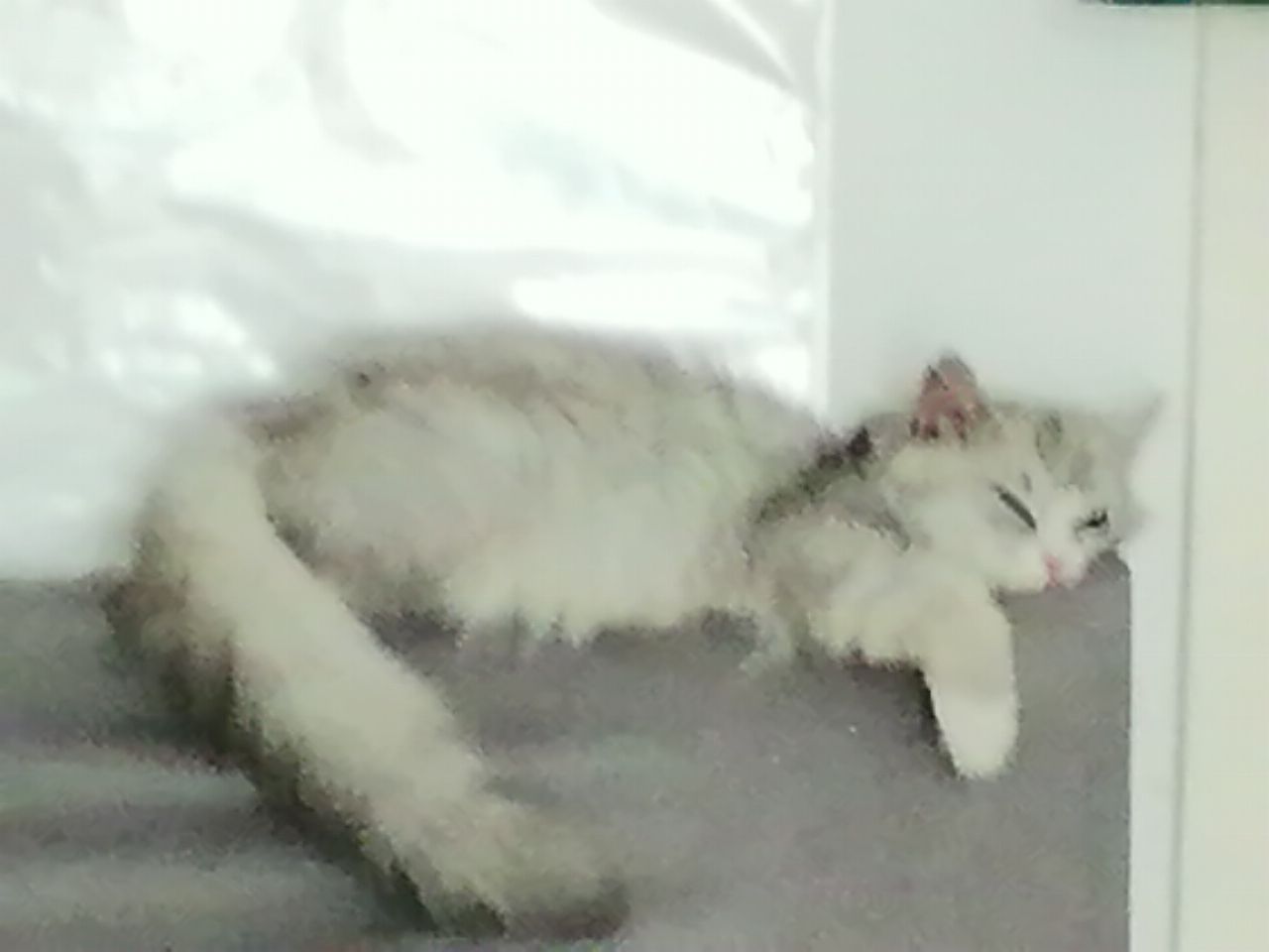 猫图片|宠物猫|猫咪|