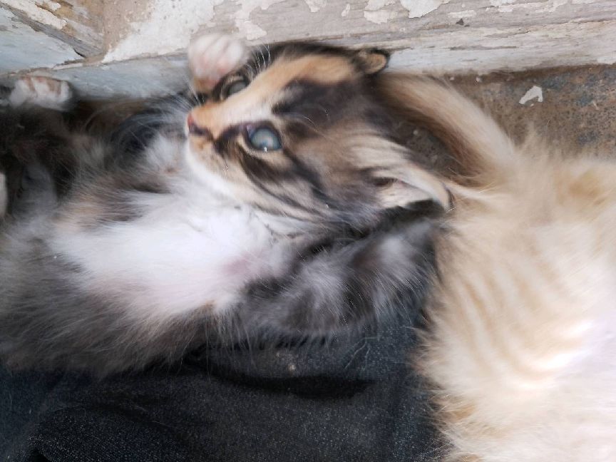 猫图片|宠物猫|猫咪|