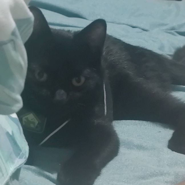 猫图片|宠物猫|猫咪|