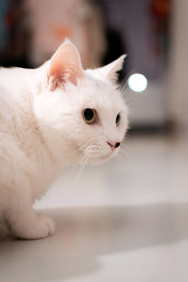 猫图片|宠物猫|猫咪|