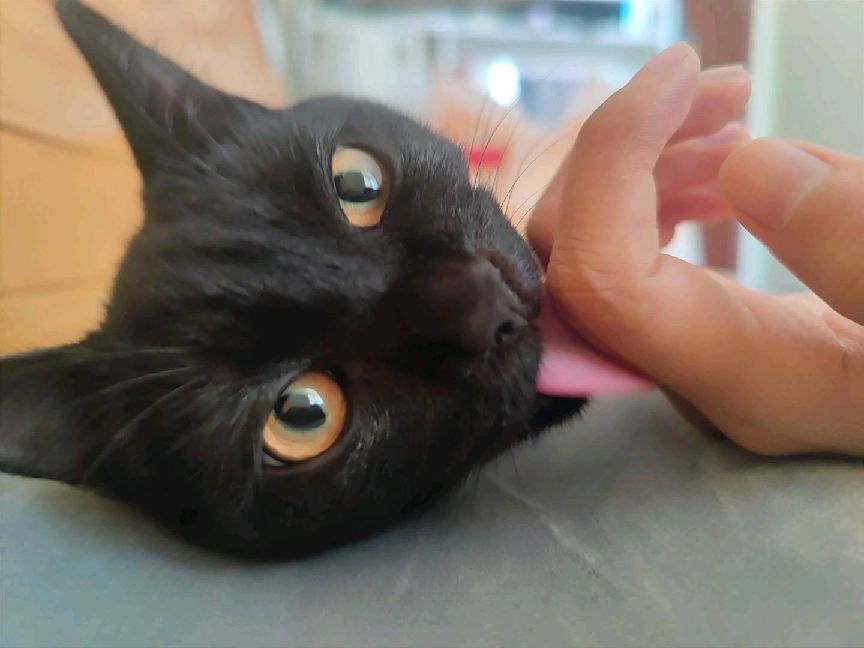 猫图片|宠物猫|猫咪|