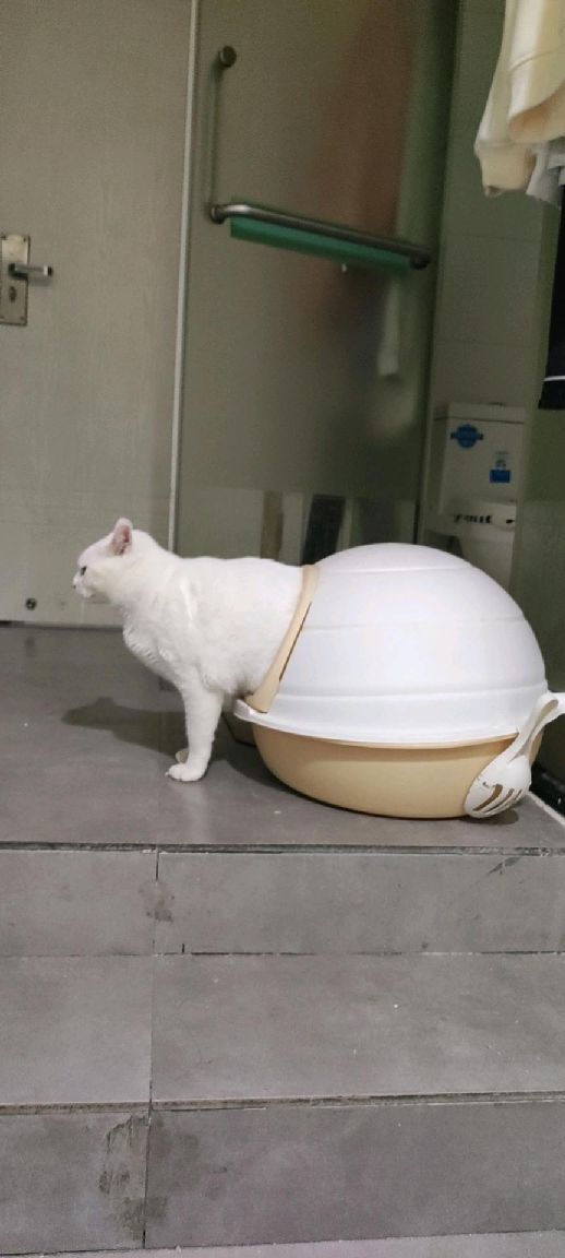 猫图片|宠物猫|猫咪|