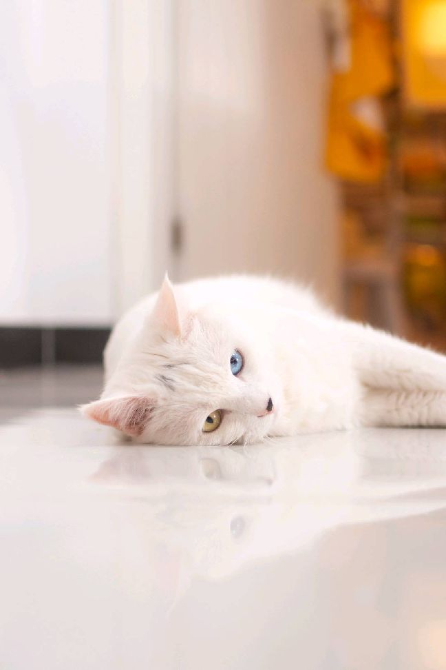 猫图片|宠物猫|猫咪|