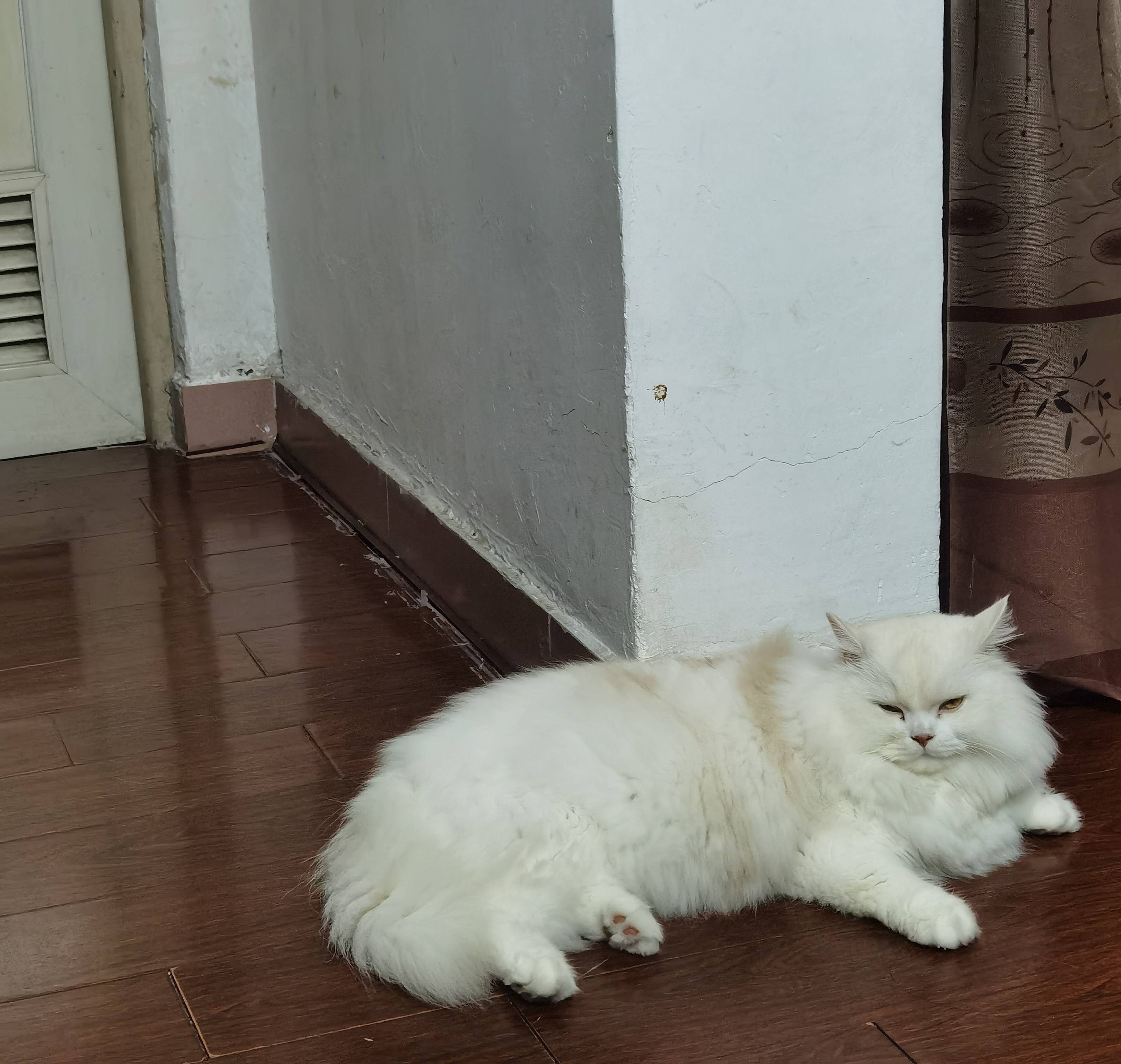 猫图片|宠物猫|猫咪|