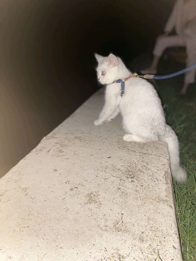 猫图片|宠物猫|猫咪|