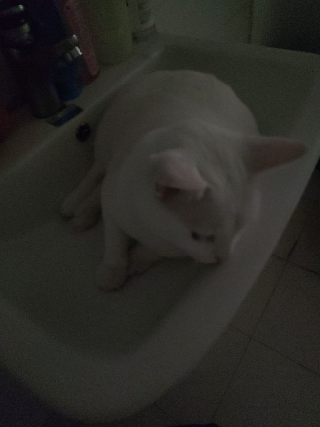 猫图片|宠物猫|猫咪|