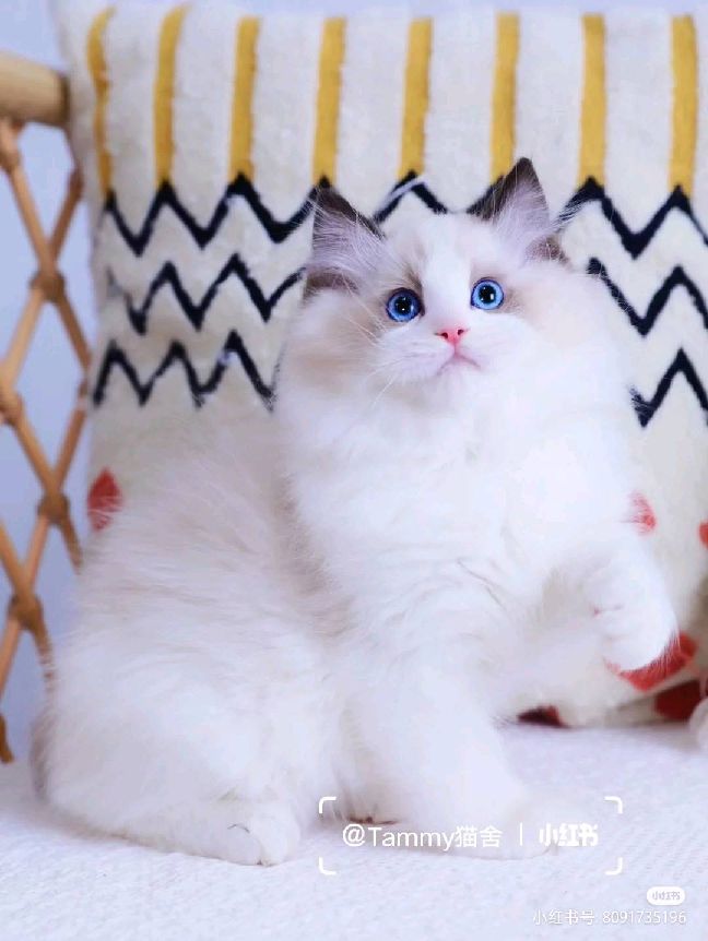 猫图片|宠物猫|猫咪|