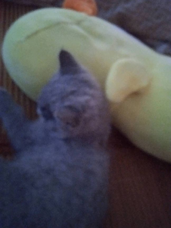 猫图片|宠物猫|猫咪|