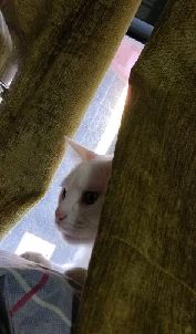 猫图片|宠物猫|猫咪|