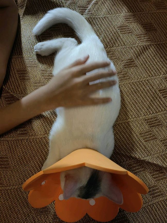 猫图片|宠物猫|猫咪|