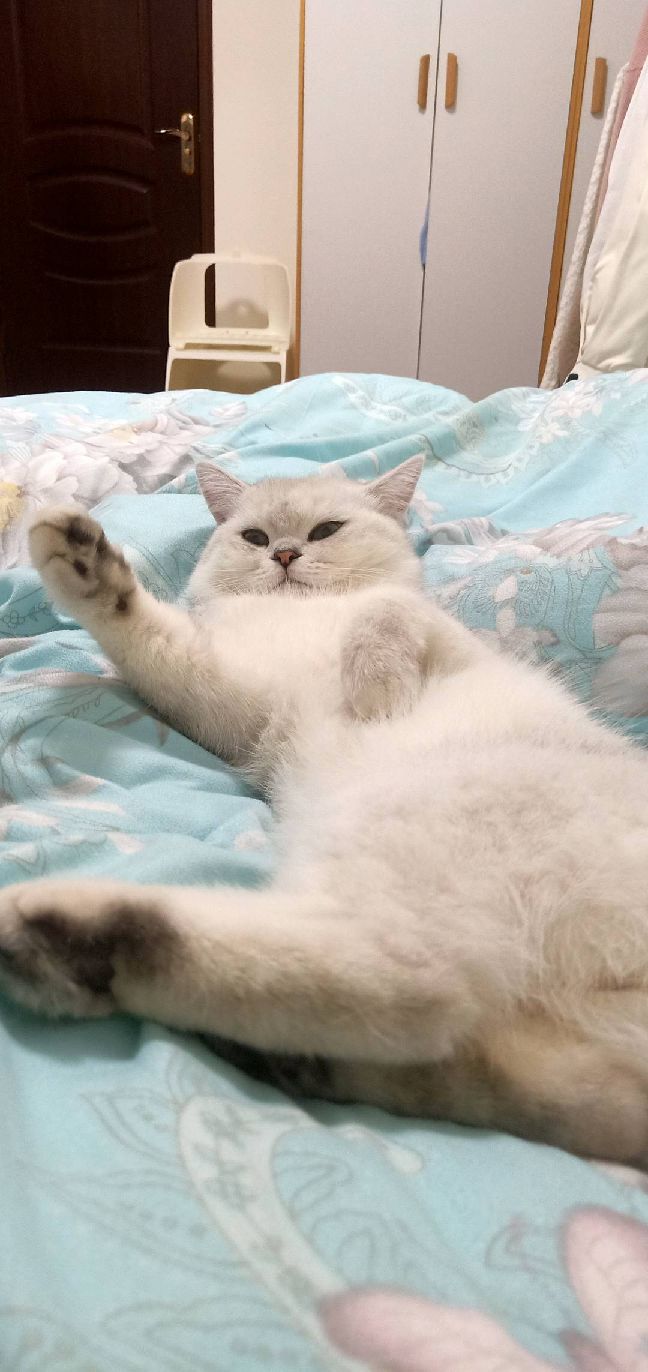 猫图片|宠物猫|猫咪|