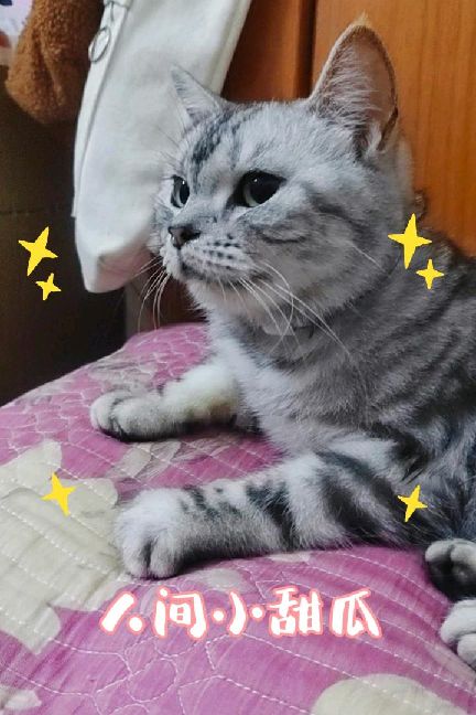 猫图片|宠物猫|猫咪|