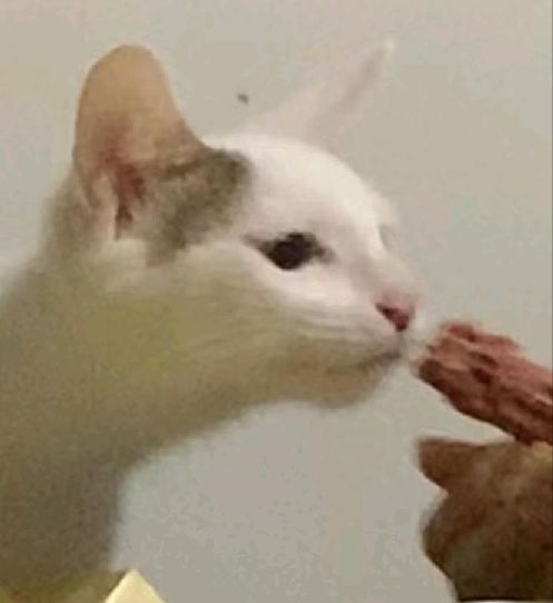 猫图片|宠物猫|猫咪|