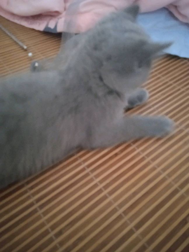 猫图片|宠物猫|猫咪|