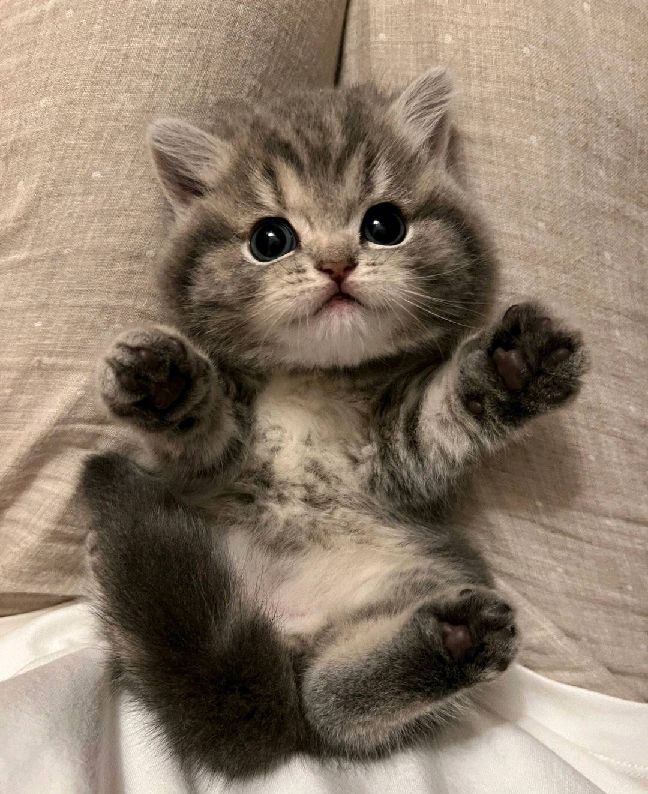 猫图片|宠物猫|猫咪|