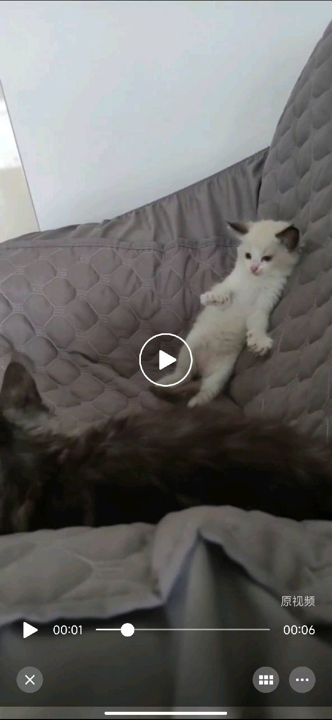 猫图片|宠物猫|猫咪|