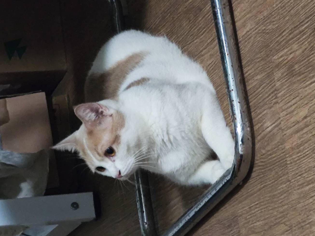 猫图片|宠物猫|猫咪|