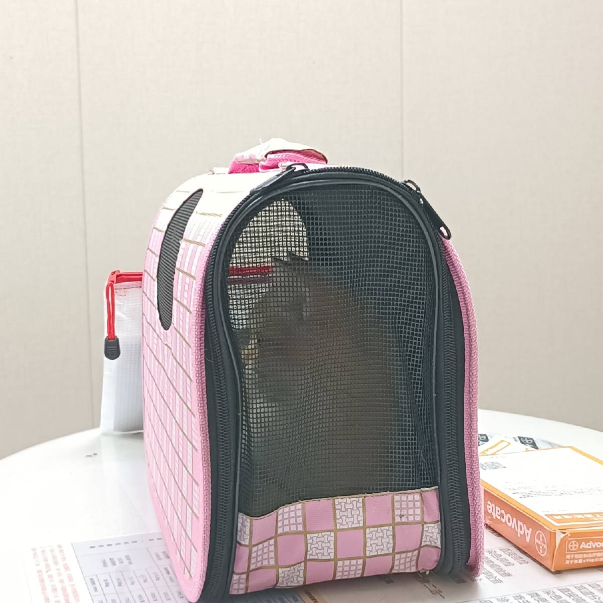 猫图片|宠物猫|猫咪|