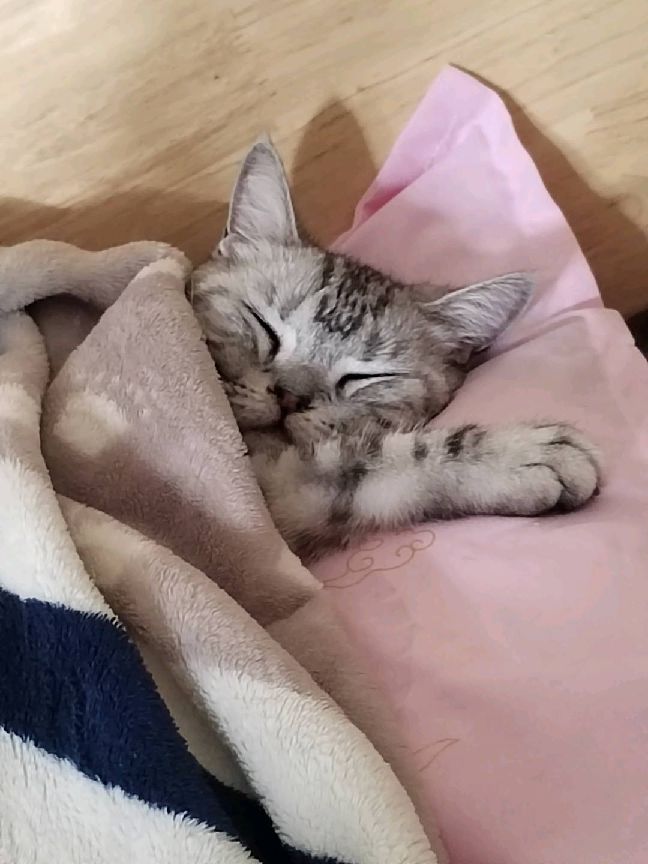 猫图片|宠物猫|猫咪|