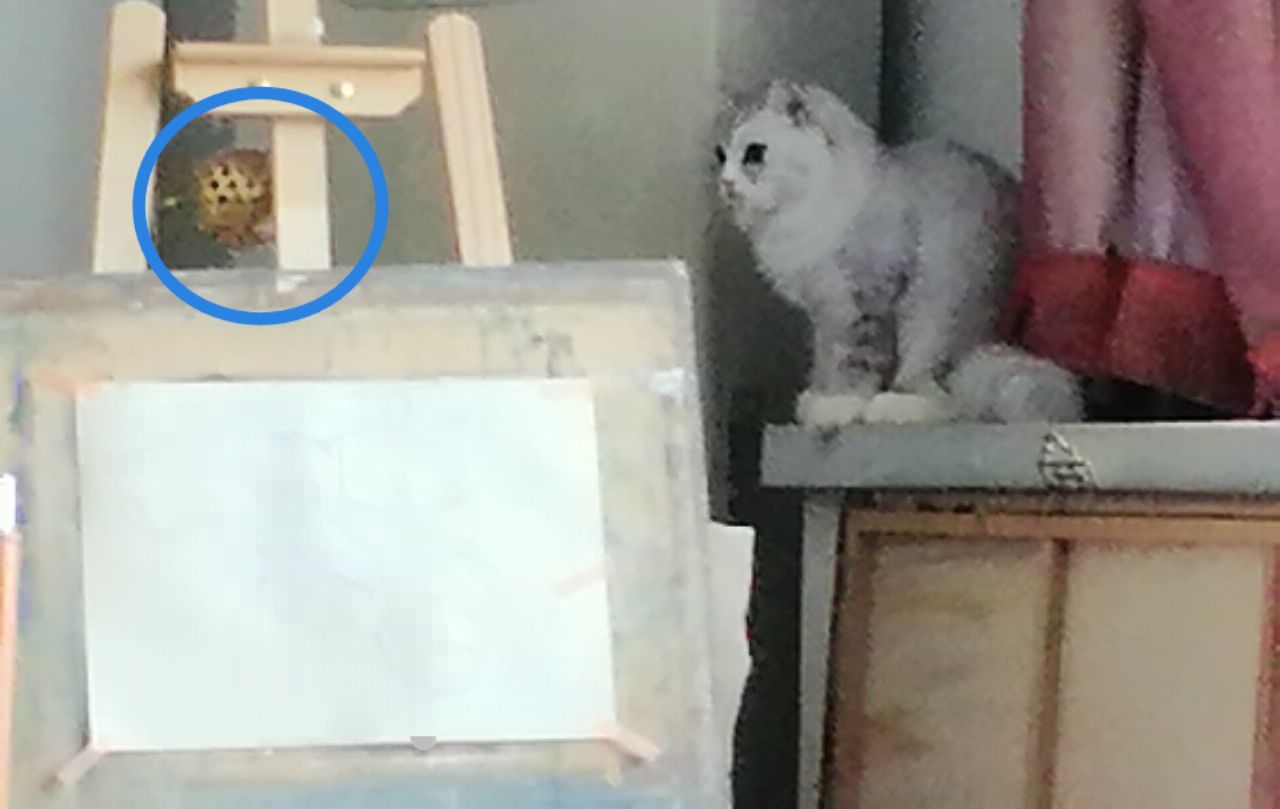 猫图片|宠物猫|猫咪|