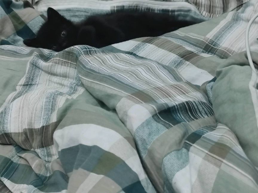 猫图片|宠物猫|猫咪|