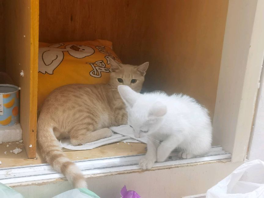 猫图片|宠物猫|猫咪|