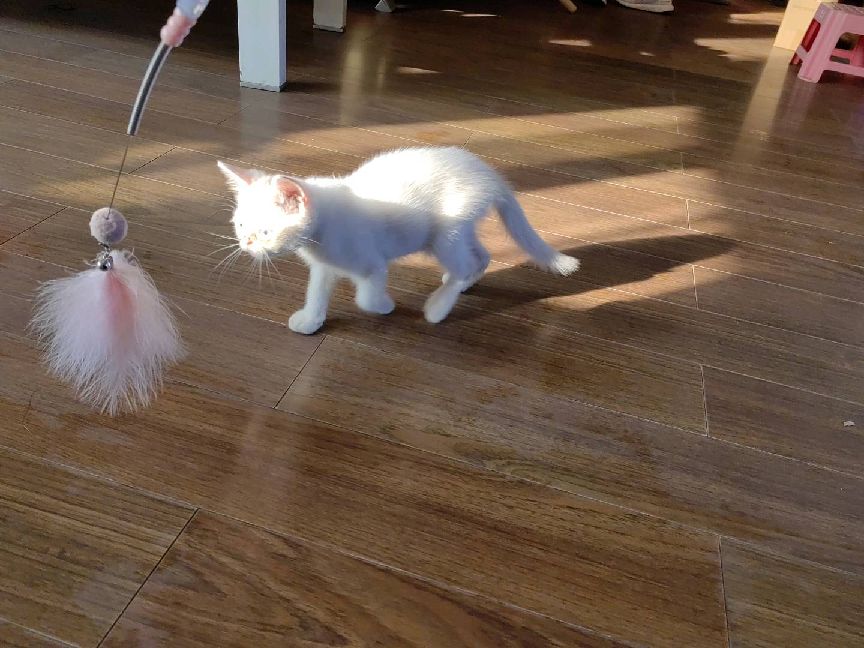 猫图片|宠物猫|猫咪|