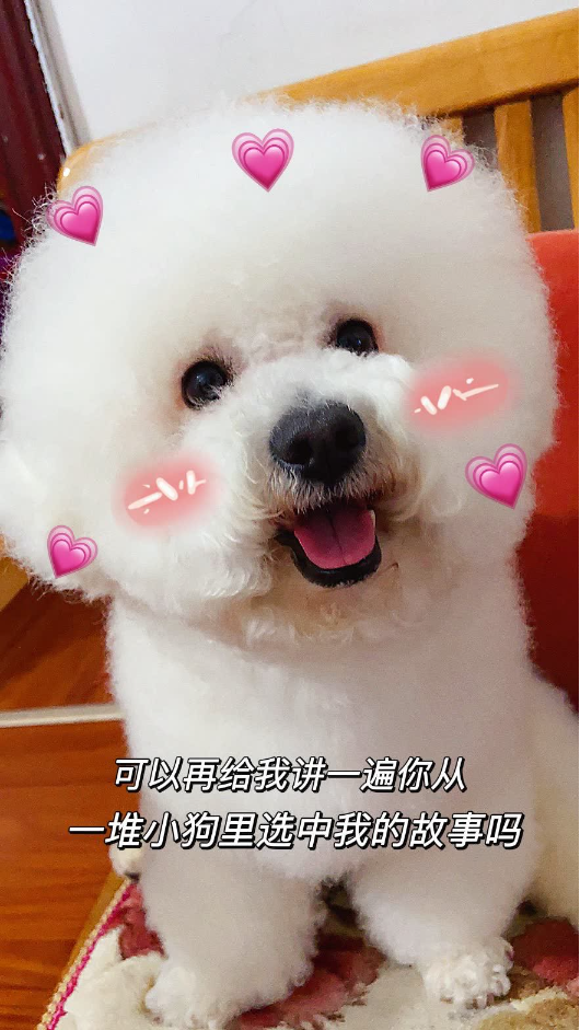 猫图片|宠物猫|猫咪|