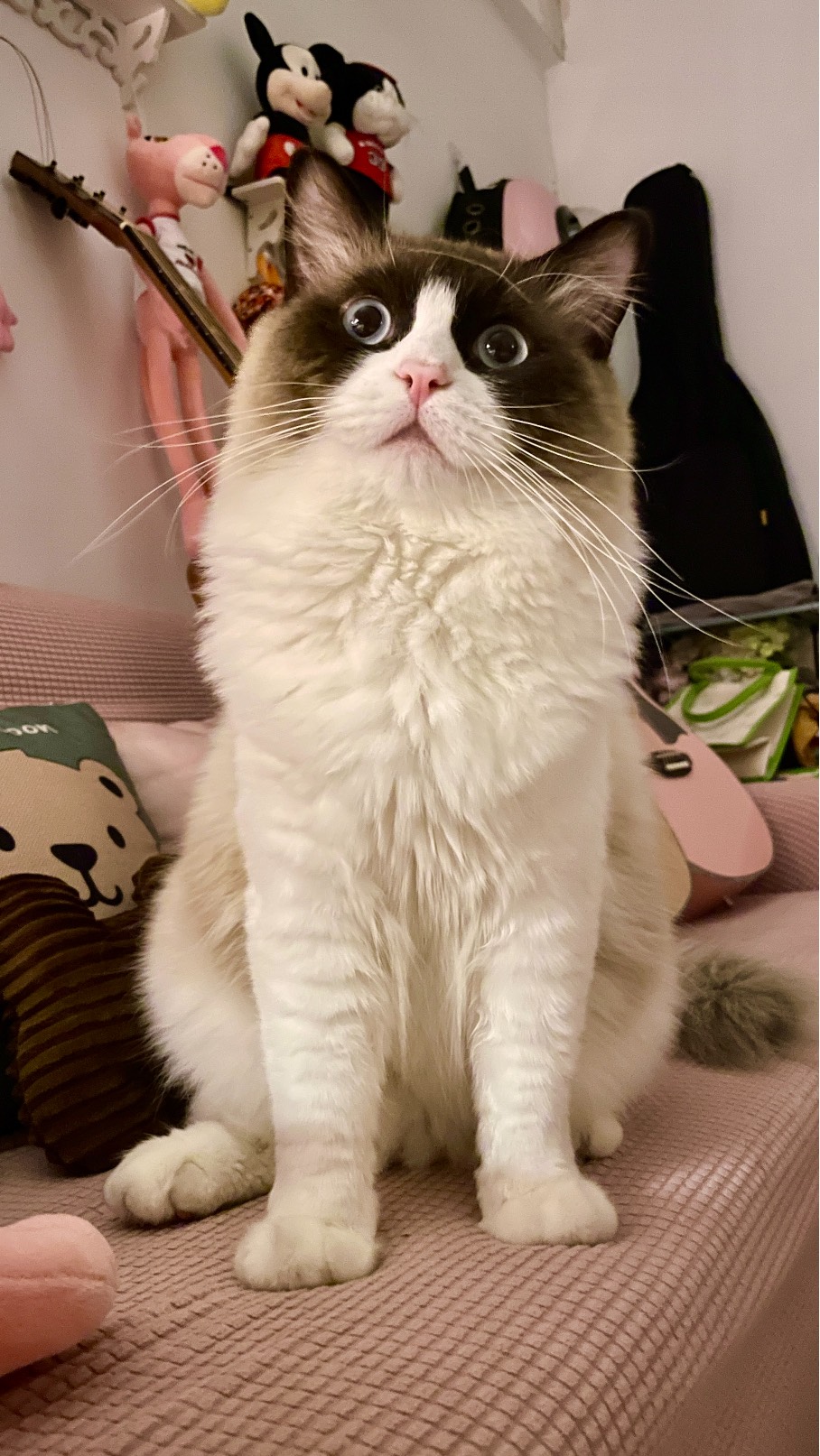 猫图片|宠物猫|猫咪|