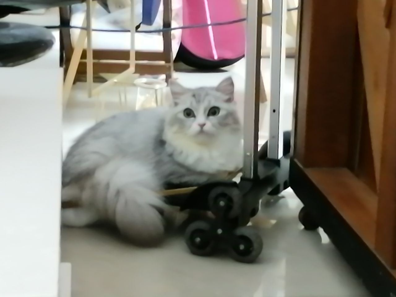 猫图片|宠物猫|猫咪|