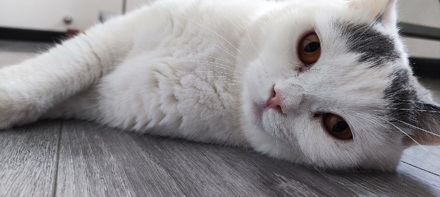 猫图片|宠物猫|猫咪|