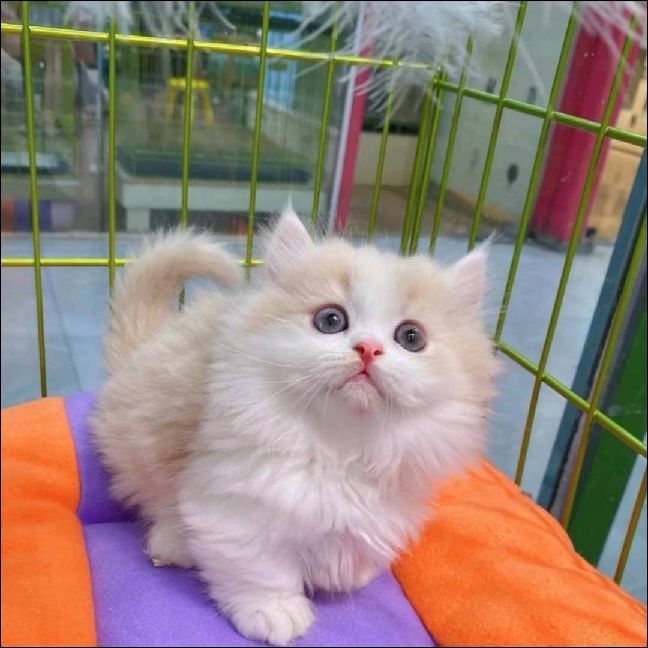 猫图片|宠物猫|猫咪|