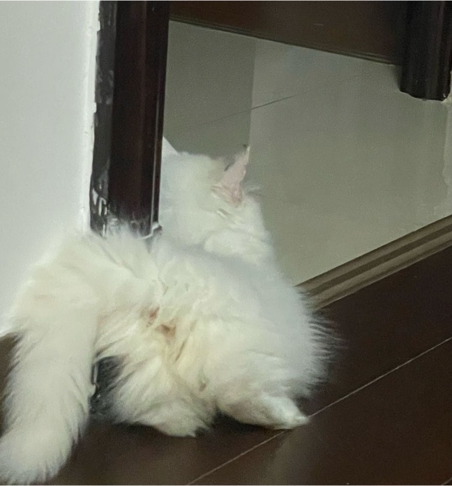 猫图片|宠物猫|猫咪|