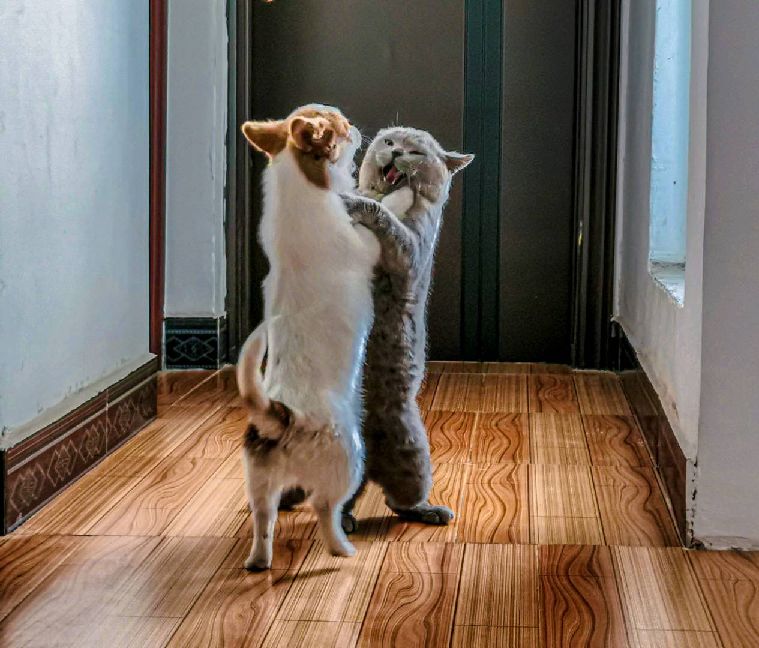 猫图片|宠物猫|猫咪|