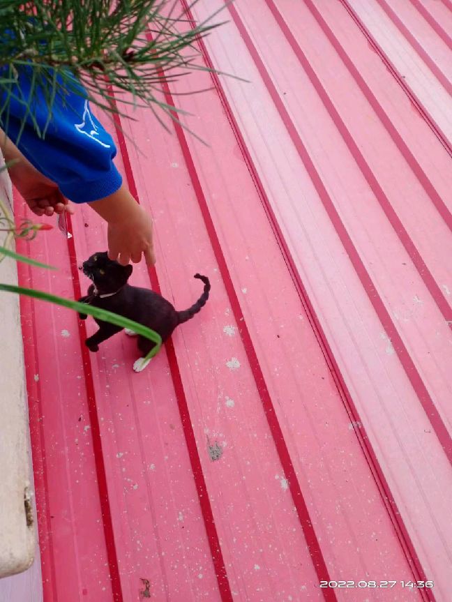 猫图片|宠物猫|猫咪|