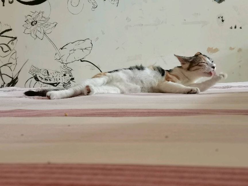 猫图片|宠物猫|猫咪|