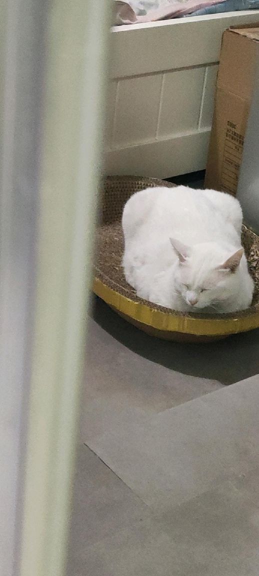 猫图片|宠物猫|猫咪|