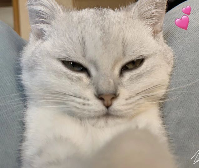 猫图片|宠物猫|猫咪|