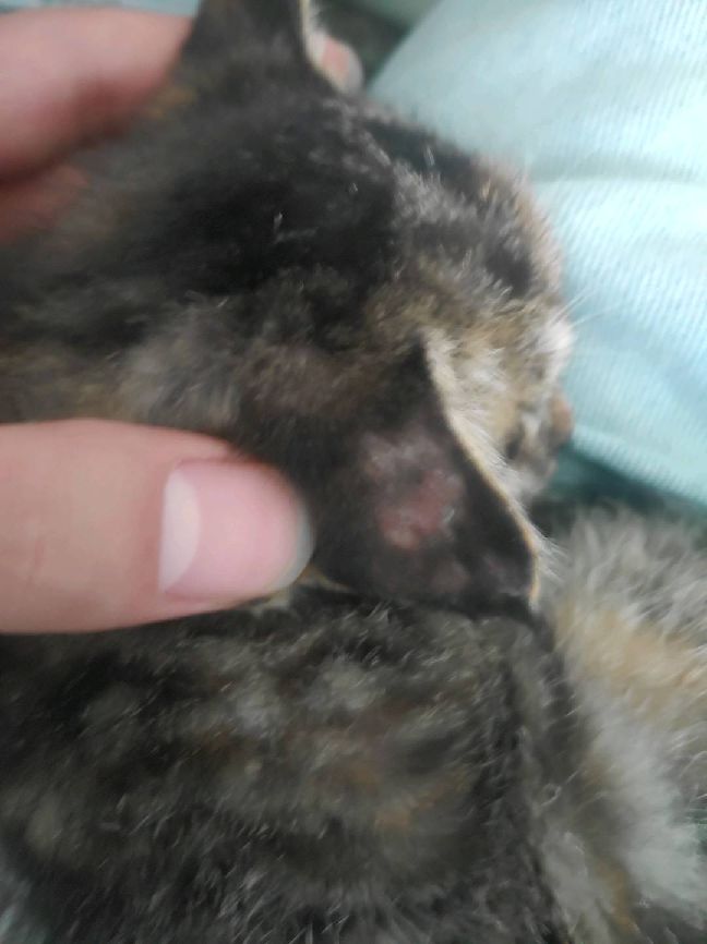 猫图片|宠物猫|猫咪|