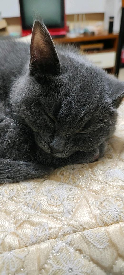 猫图片|宠物猫|猫咪|