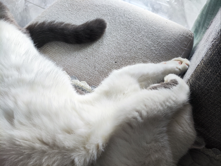 猫图片|宠物猫|猫咪|