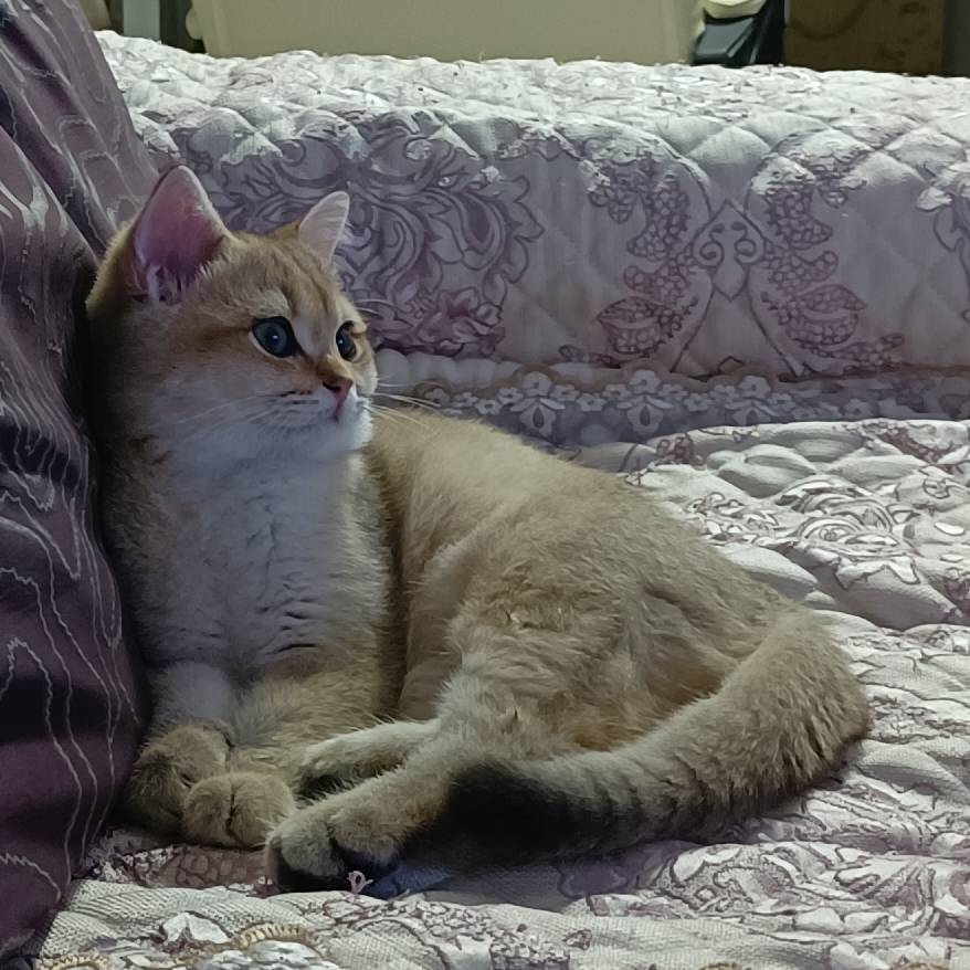 猫图片|宠物猫|猫咪|