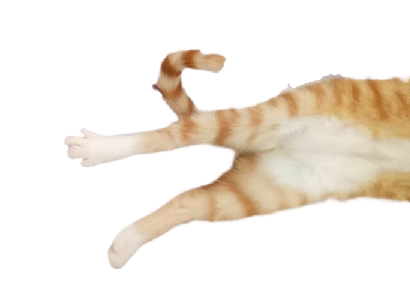 猫图片|宠物猫|猫咪|