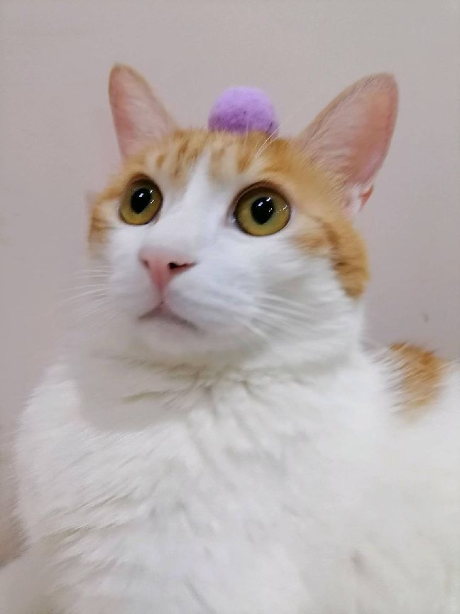 猫图片|宠物猫|猫咪|