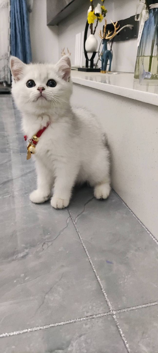 猫图片|宠物猫|猫咪|