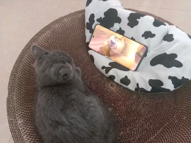 猫图片|宠物猫|猫咪|