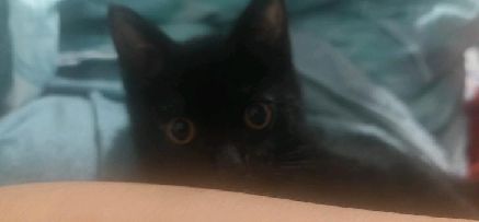 猫图片|宠物猫|猫咪|