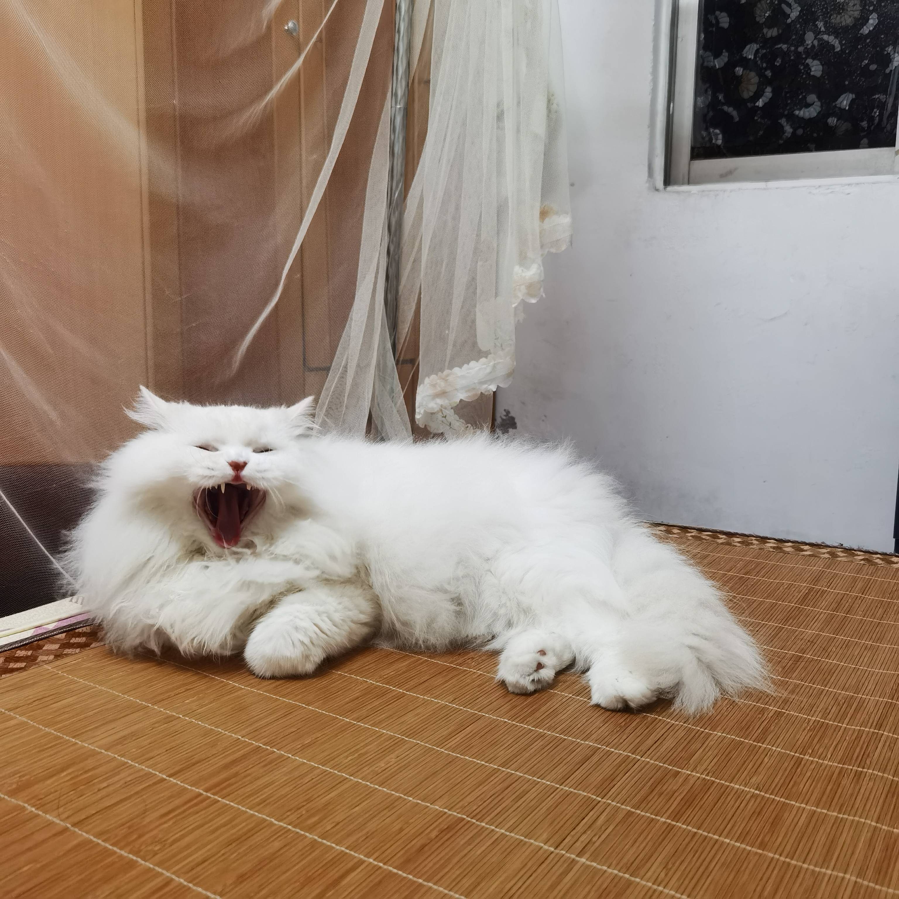 猫图片|宠物猫|猫咪|